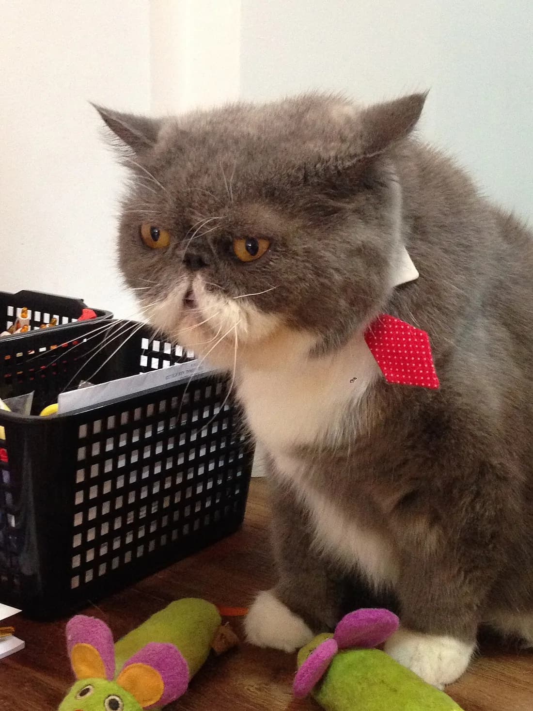 Gray and white Exotic Shorthair wearing a red bandana, flat face, sniffing a basket