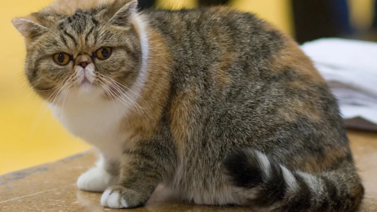 Exotic Shorthair sitting against a yellow background, the round flat-faced head and plush short coat in full view