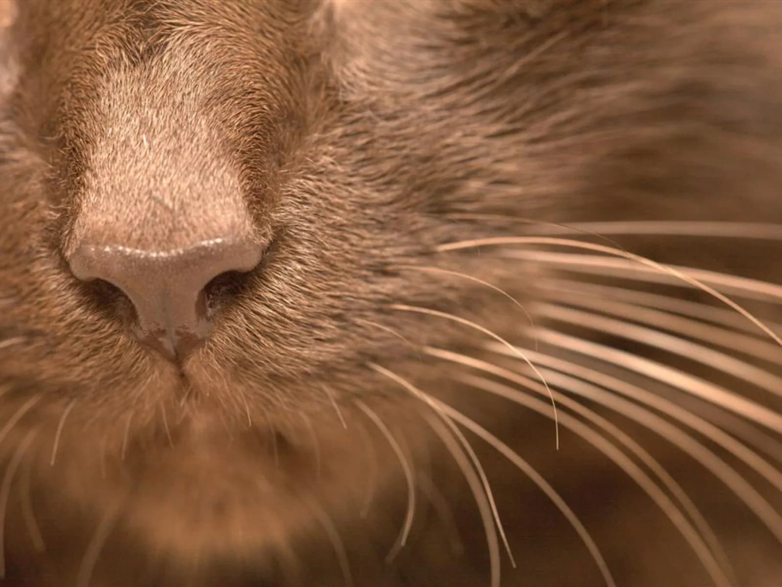 Close-up of a Havana Brown's chocolate muzzle and whiskers