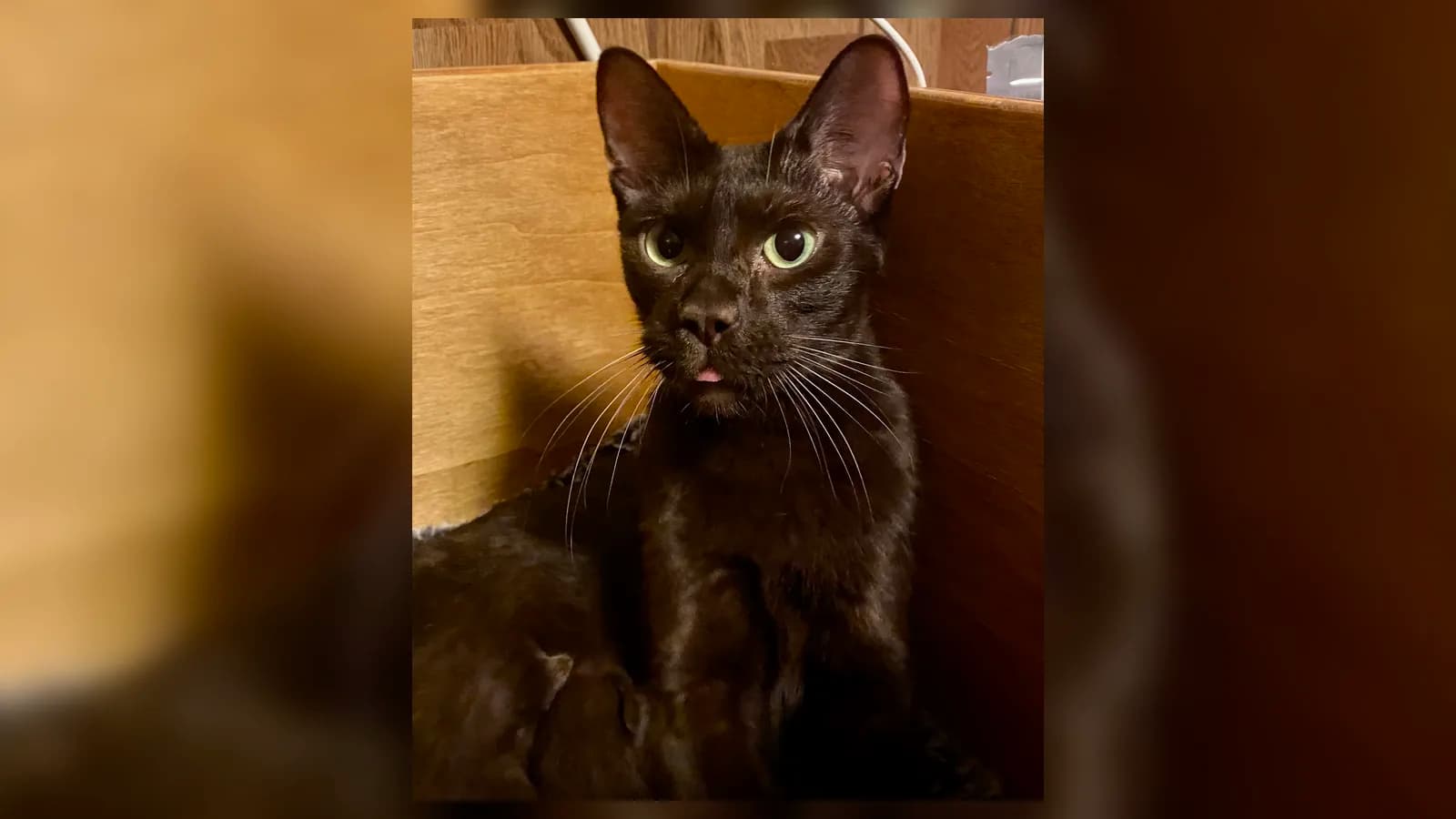 Chocolate Havana Brown with green eyes, mahogany brown from ears to whiskers
