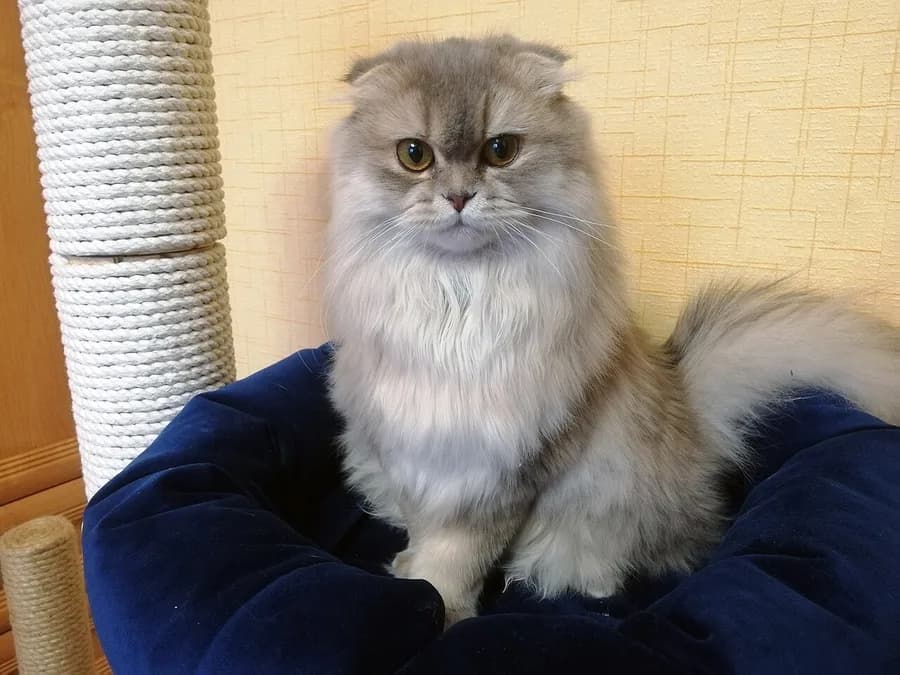 Long-haired gray Highland Fold cat sitting in a blue bed, small folded ears tucked forward