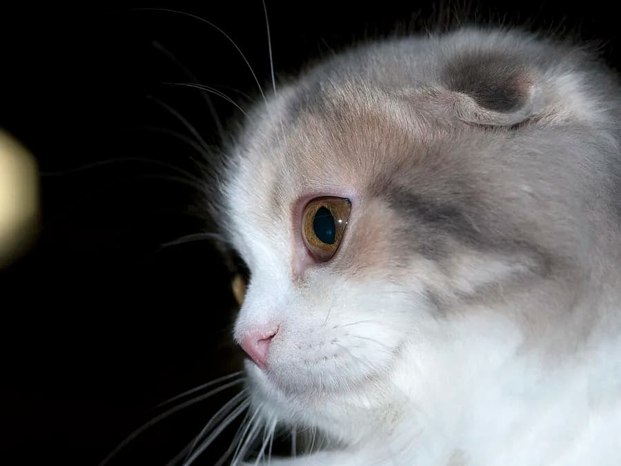 Cream and grey Highland Fold in profile against a dark background, folded ear visible