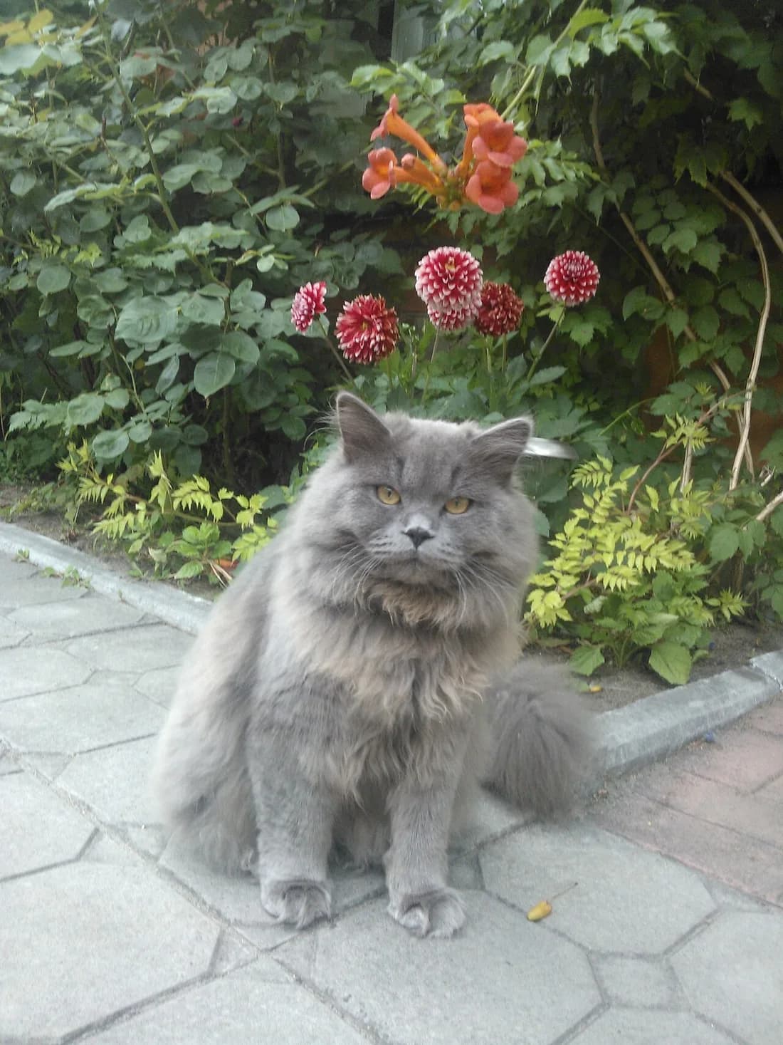 Long haired blue Highland Fold cat sitting on a garden path near red dahlias