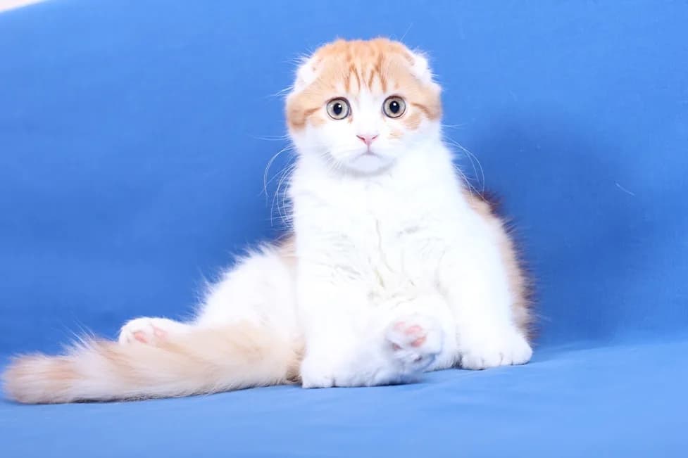 Red and white Highland Fold kitten sitting on a blue backdrop, folded ears
