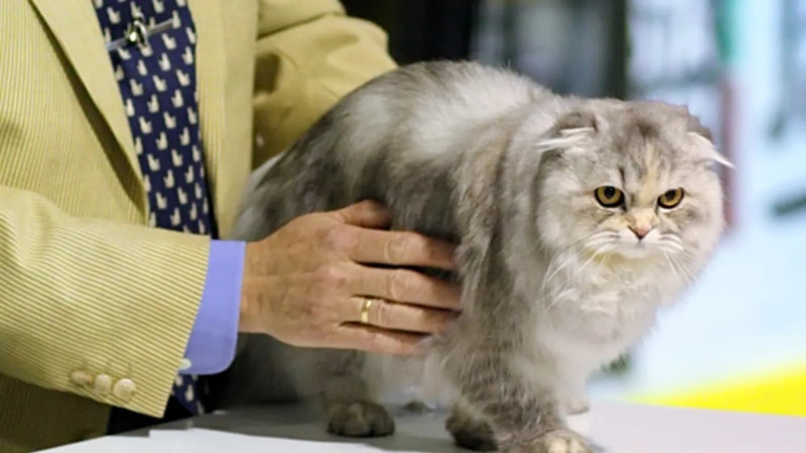 Silver Highland Fold cat being examined at a show, folded ears on its round fluffy head