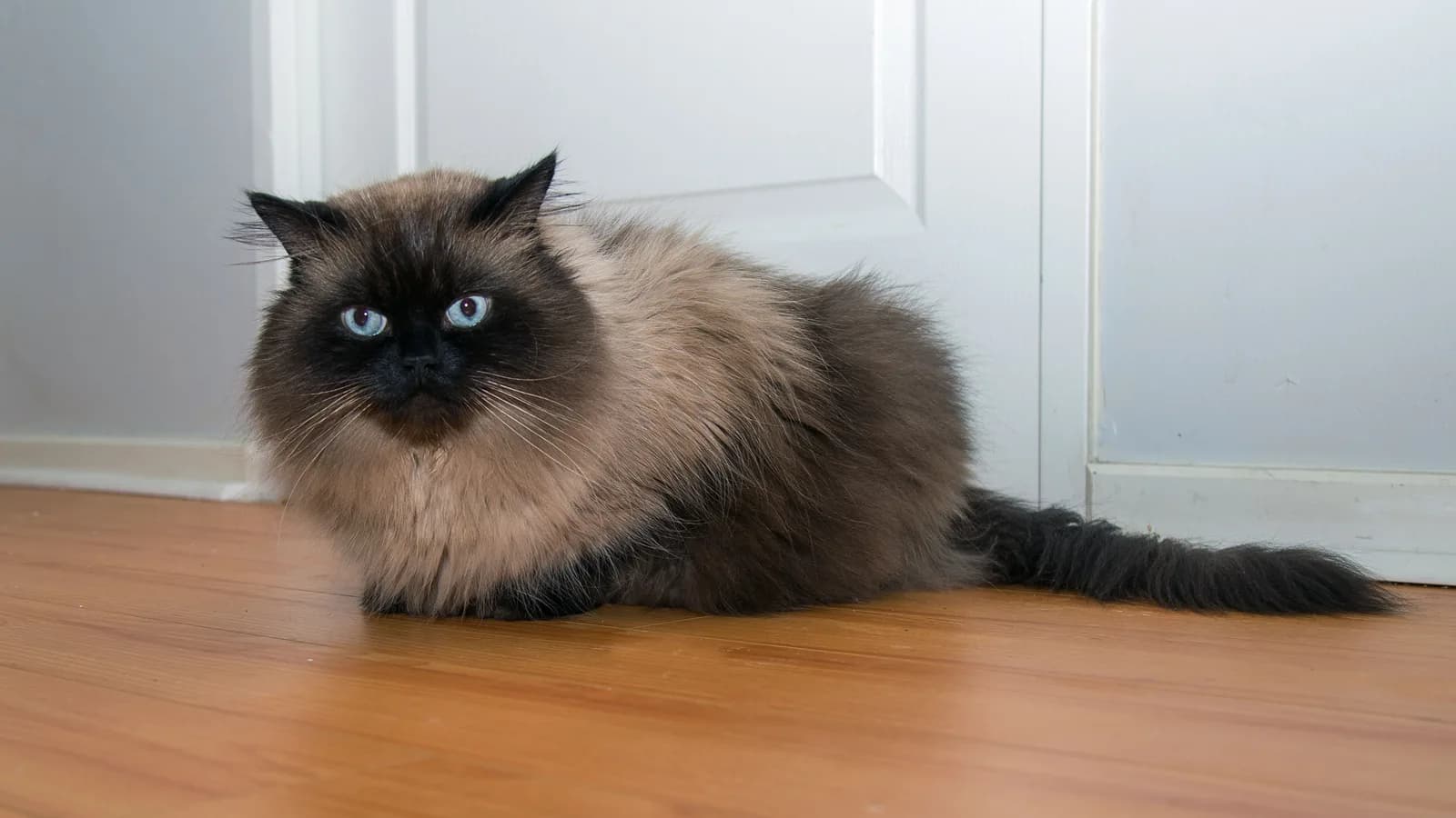 Seal point Himalayan with deep blue eyes lying on a wooden floor, the pointed Persian archetype