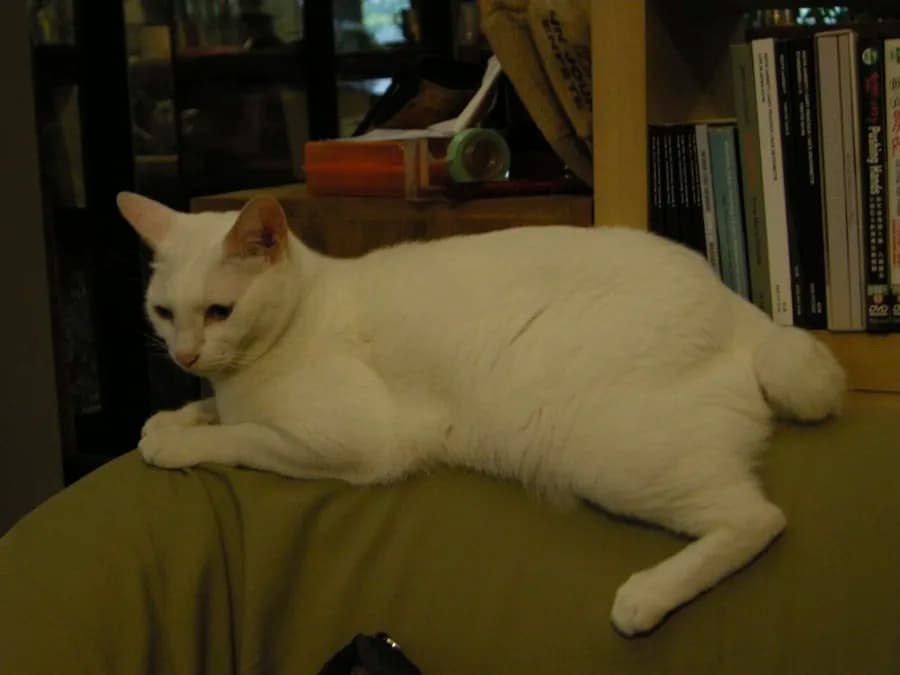 White Japanese Bobtail lying on a couch, short pom-pom tail visible at the rear