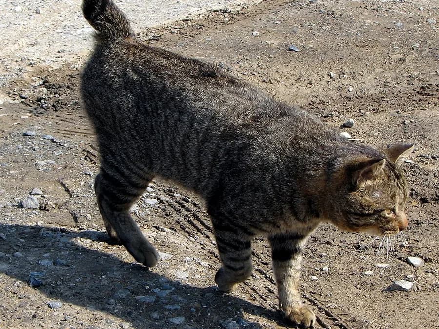 Tabby Japanese Bobtail cat walking outdoors, its pom pom tail visible from above