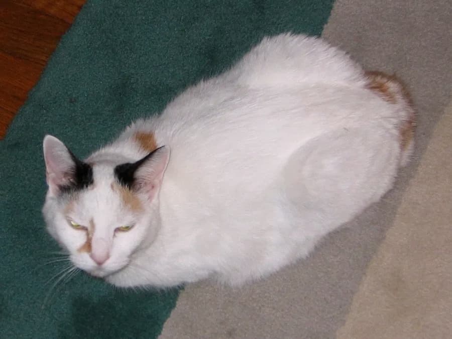 Calico Japanese Bobtail curled up on a blanket, seen from above