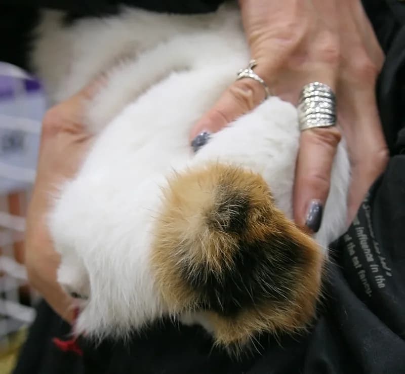Close-up of a calico Japanese Bobtail's fluffy pompom tail, its short bobbed shape