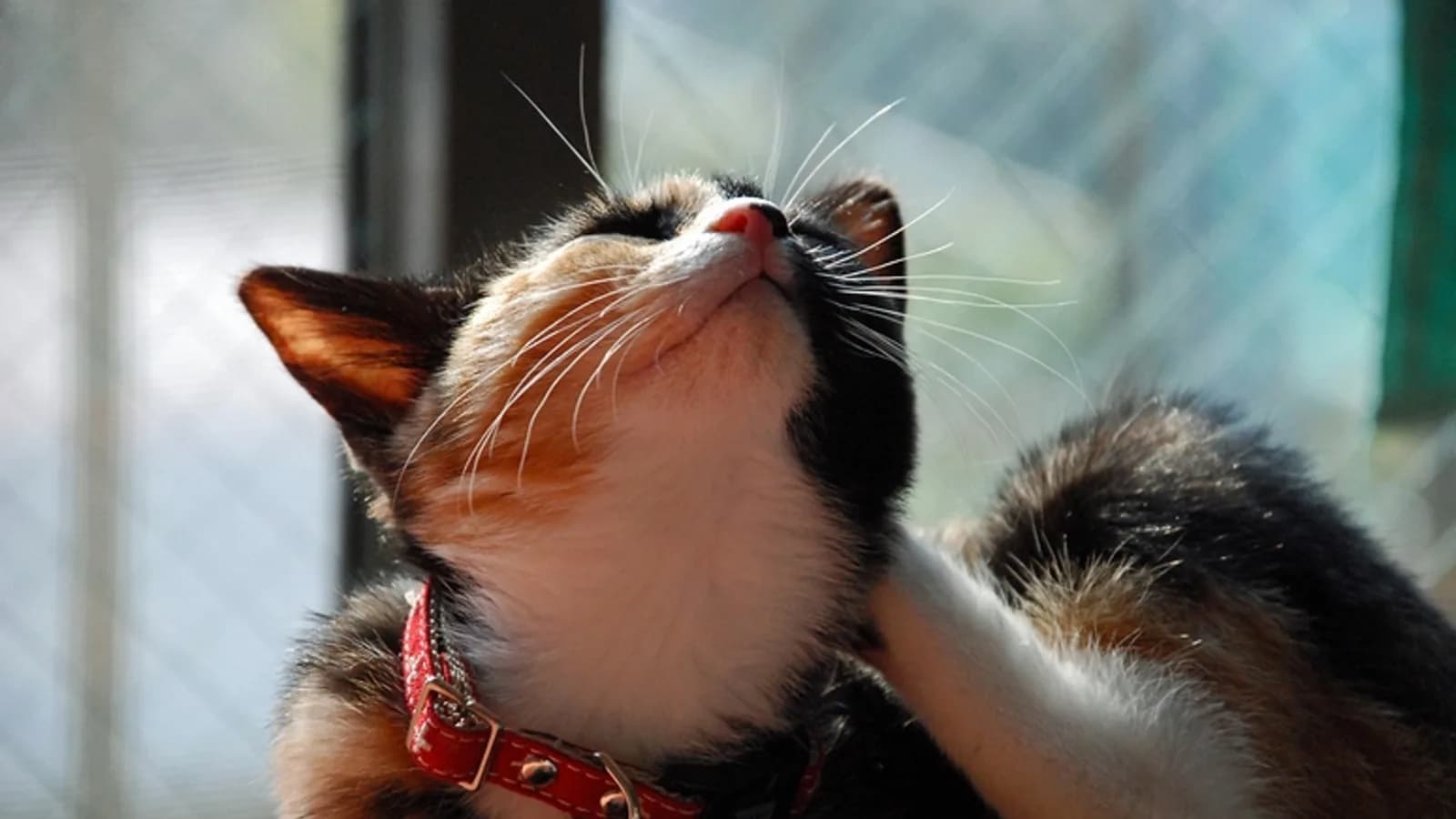 Calico Japanese Bobtail kitten tilting its head back while wearing a red collar