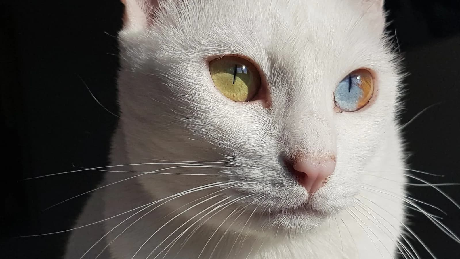 Odd-eyed white Khao Manee with one gold and one blue eye, one of the four accepted eye-color classes