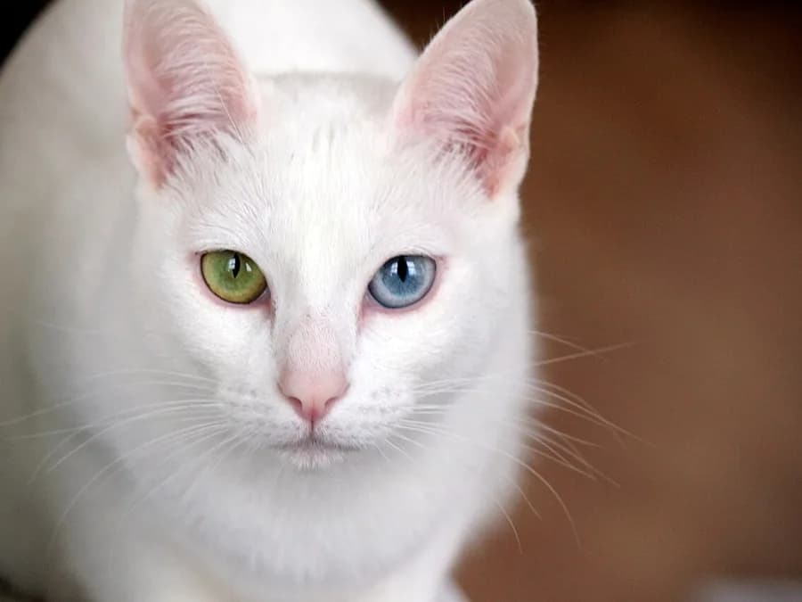 White Khao Manee close up, one green eye and one blue eye, odd eyed