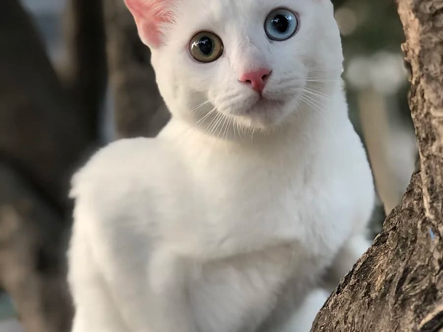White Khao Manee cat by a tree trunk, odd eyes showing one gold and one blue