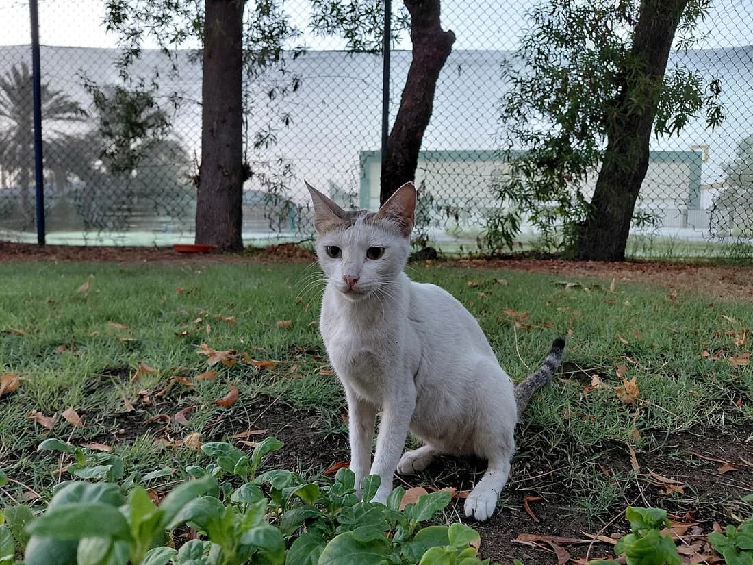 White Khao Manee sitting outdoors in grass, faint tabby rings visible on the tail