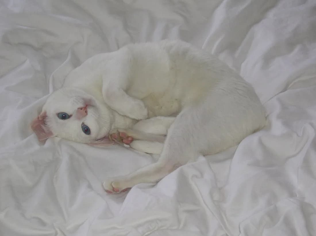 White Khao Manee cat curled up on white bedding, blue eyes visible