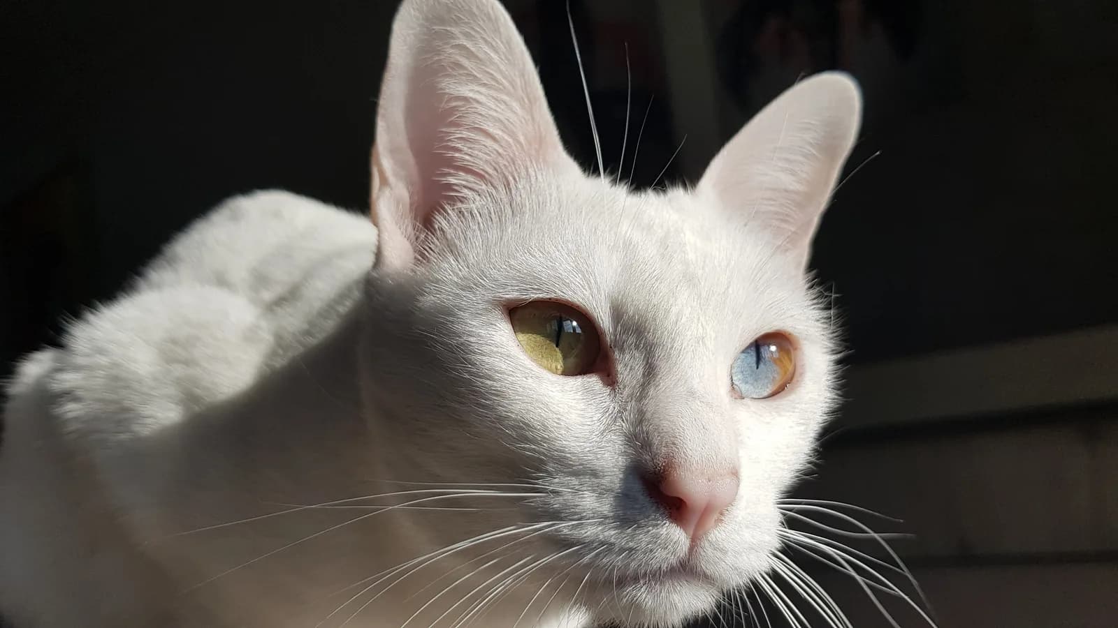 White Khao Manee in sunlight, odd eyes gleaming green and blue