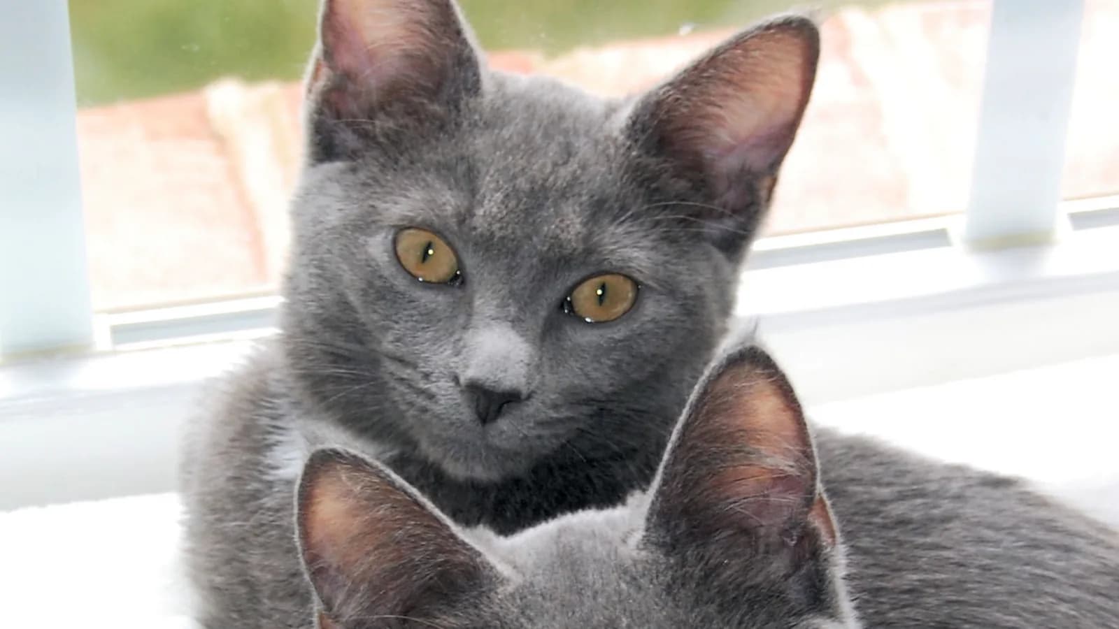 Two young grey cats with amber-cast eyes at a window: the eye color Korat standards tolerate and kittens grow out of