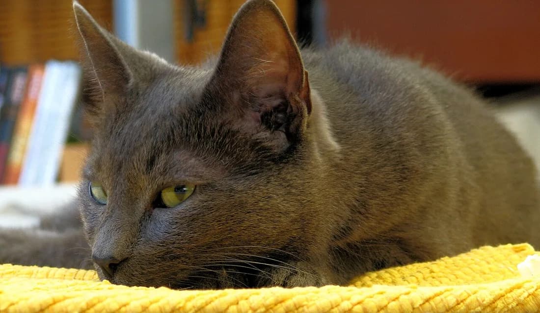 Blue-grey Korat resting its head on a yellow blanket, heart-shaped face and green eyes