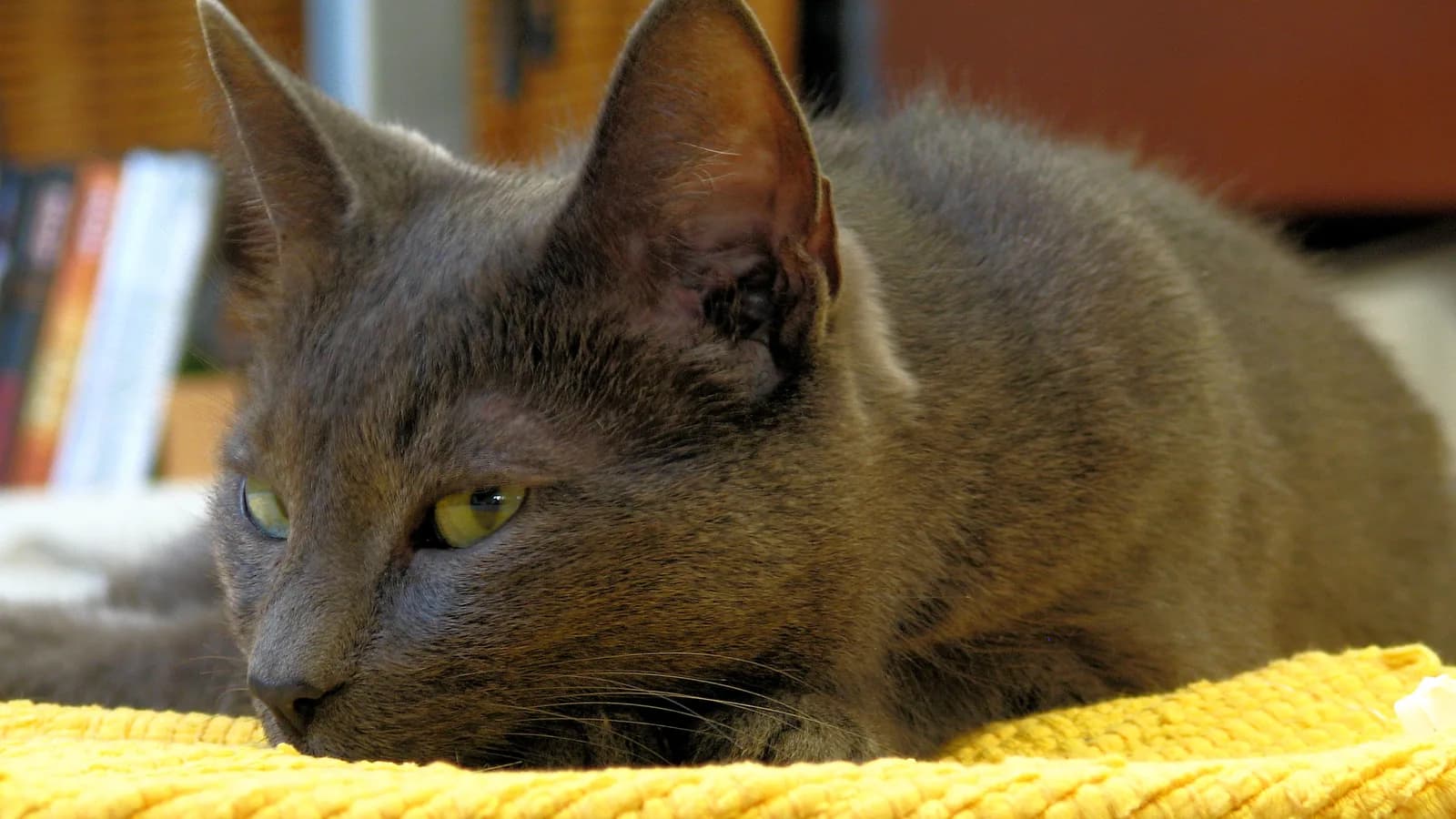 Korat lying with the heart-shaped head resting forward, silver-tipped blue coat and green-amber eyes