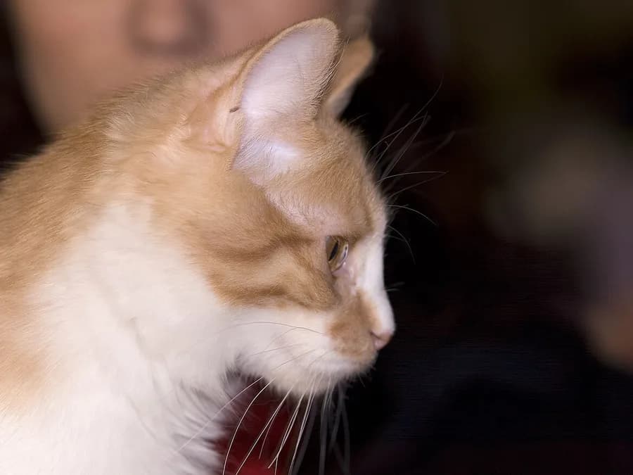 Close up profile of a red and white Kurilian Bobtail cat's head