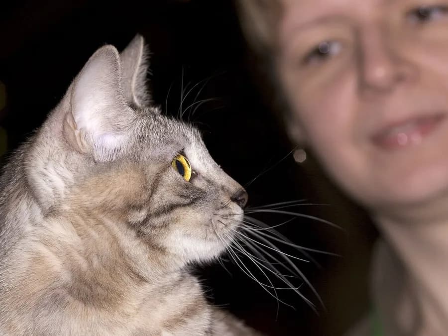 Gray tabby Kurilian Bobtail in profile, yellow eyes, held by its owner