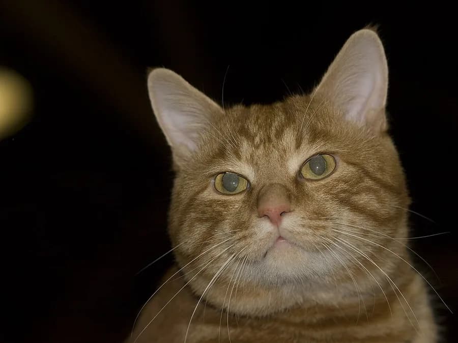 Close-up of a red tabby Kurilian Bobtail cat's face against a dark background, tall ears
