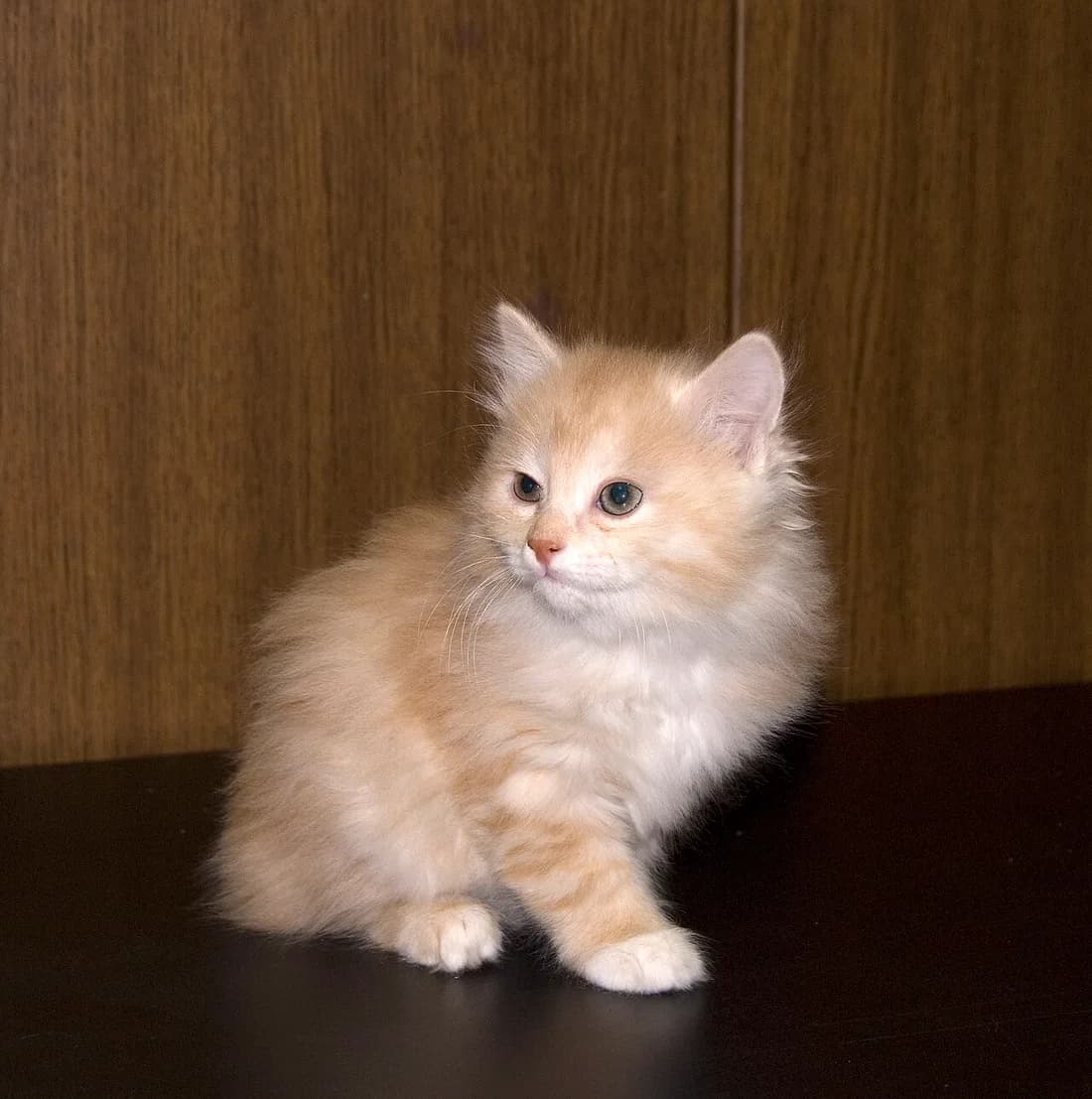 Fluffy cream and orange Kurilian Bobtail kitten sitting on a dark table