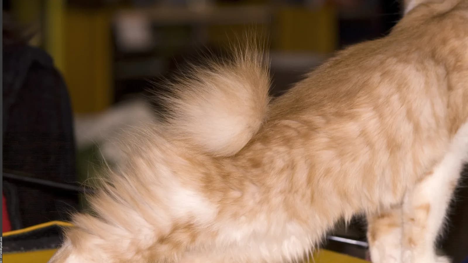 Close up of a red tabby Kurilian Bobtail's pom pom bobbed tail