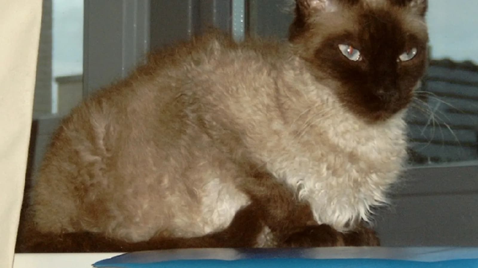 Seal point LaPerm with the curled coat the hypoallergenic myth is built on