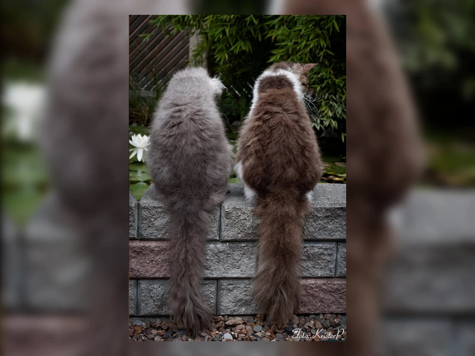 Two LaPerm cats from behind, curly coats and plumed tails side by side