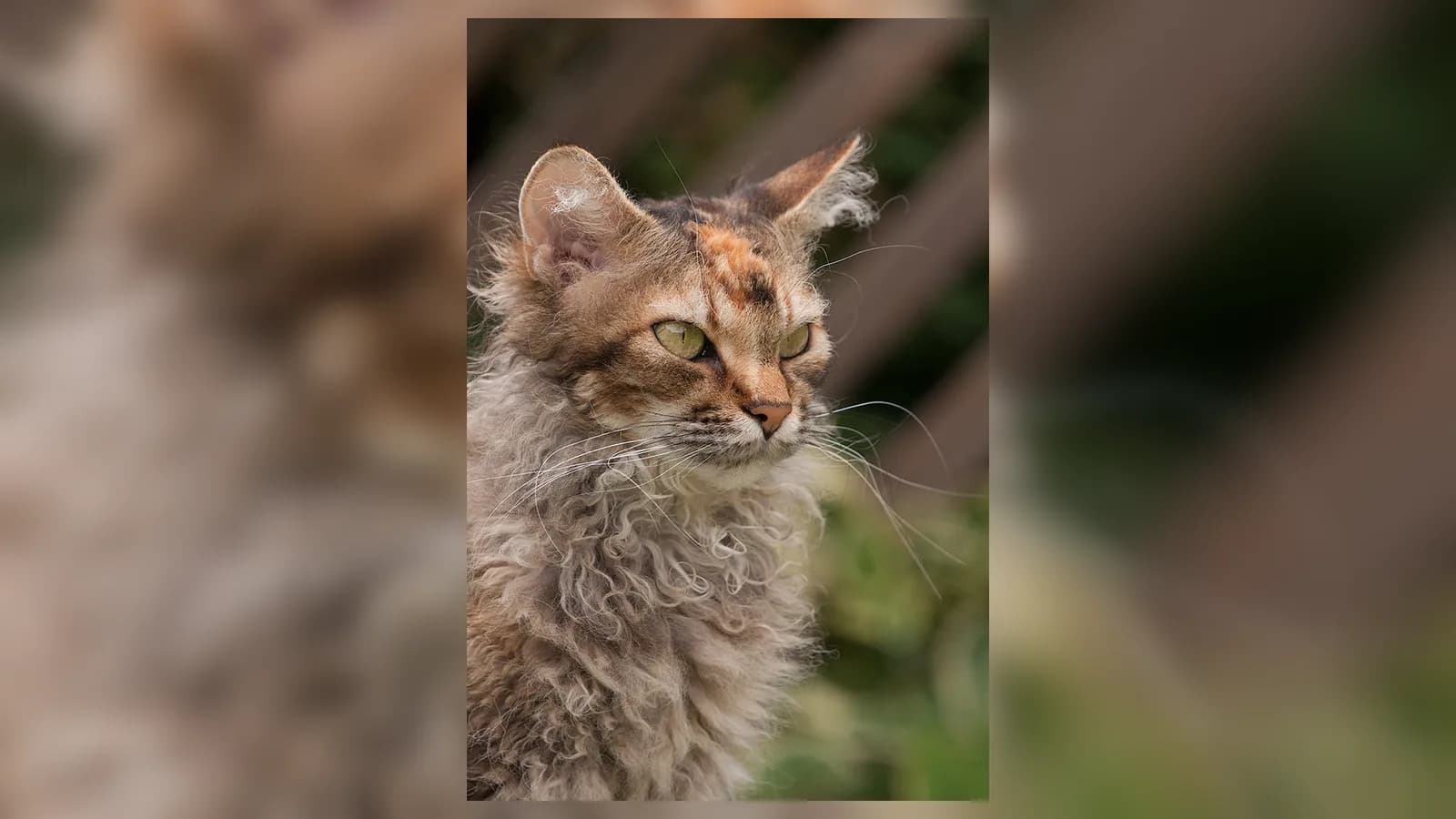 Black torbie LaPerm in profile, the curled coat catching the light