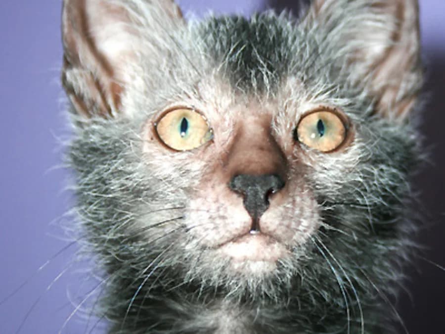 Lykoi kitten close up showing its sparse patchy coat and bare facial skin
