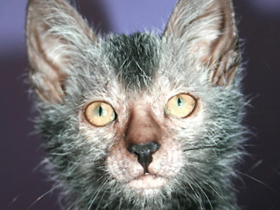 Close-up of a Lykoi cat's face, sparse patchy roan coat around bare skin and yellow eyes