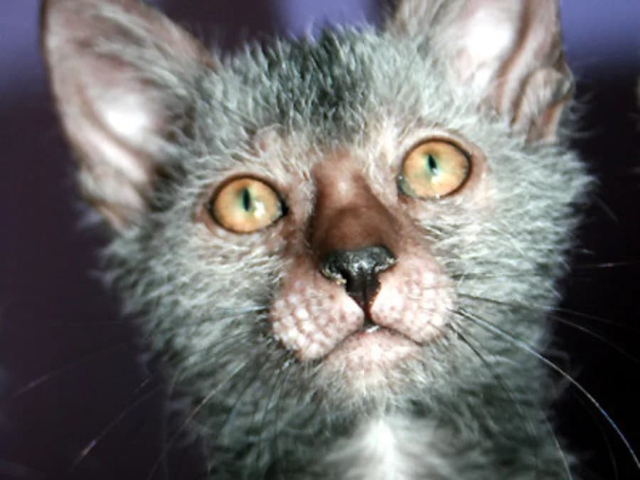 Close-up of a Lykoi's face, sparse patchy grey coat and bare pink skin around the muzzle