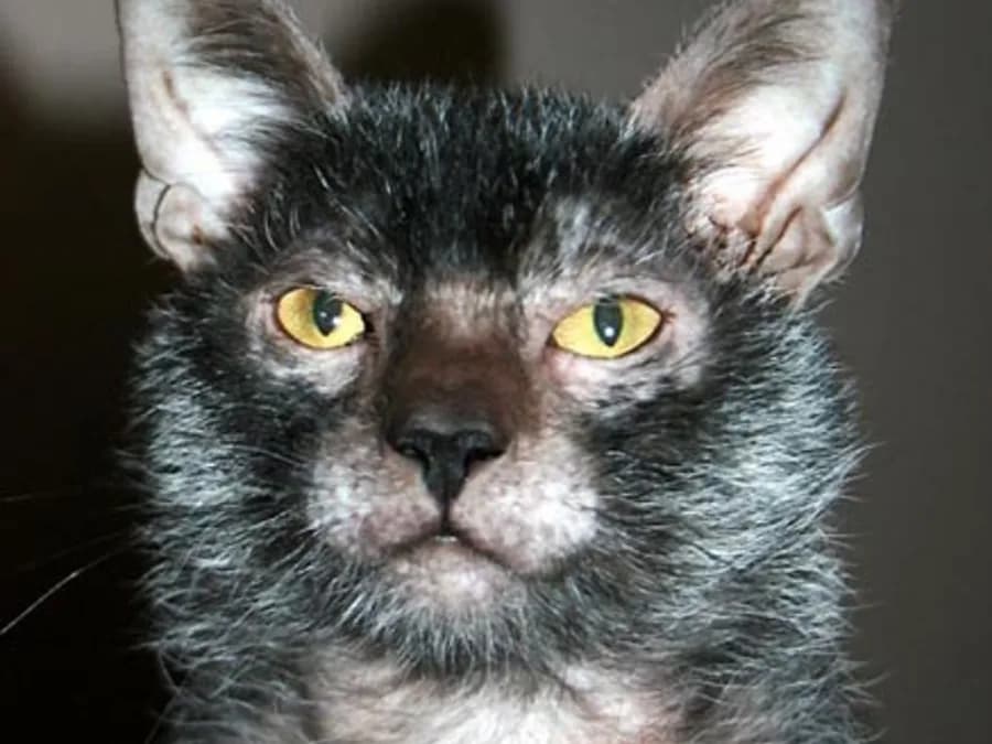 Close up of a Lykoi cat's face, showing its thin patchy coat and yellow eyes