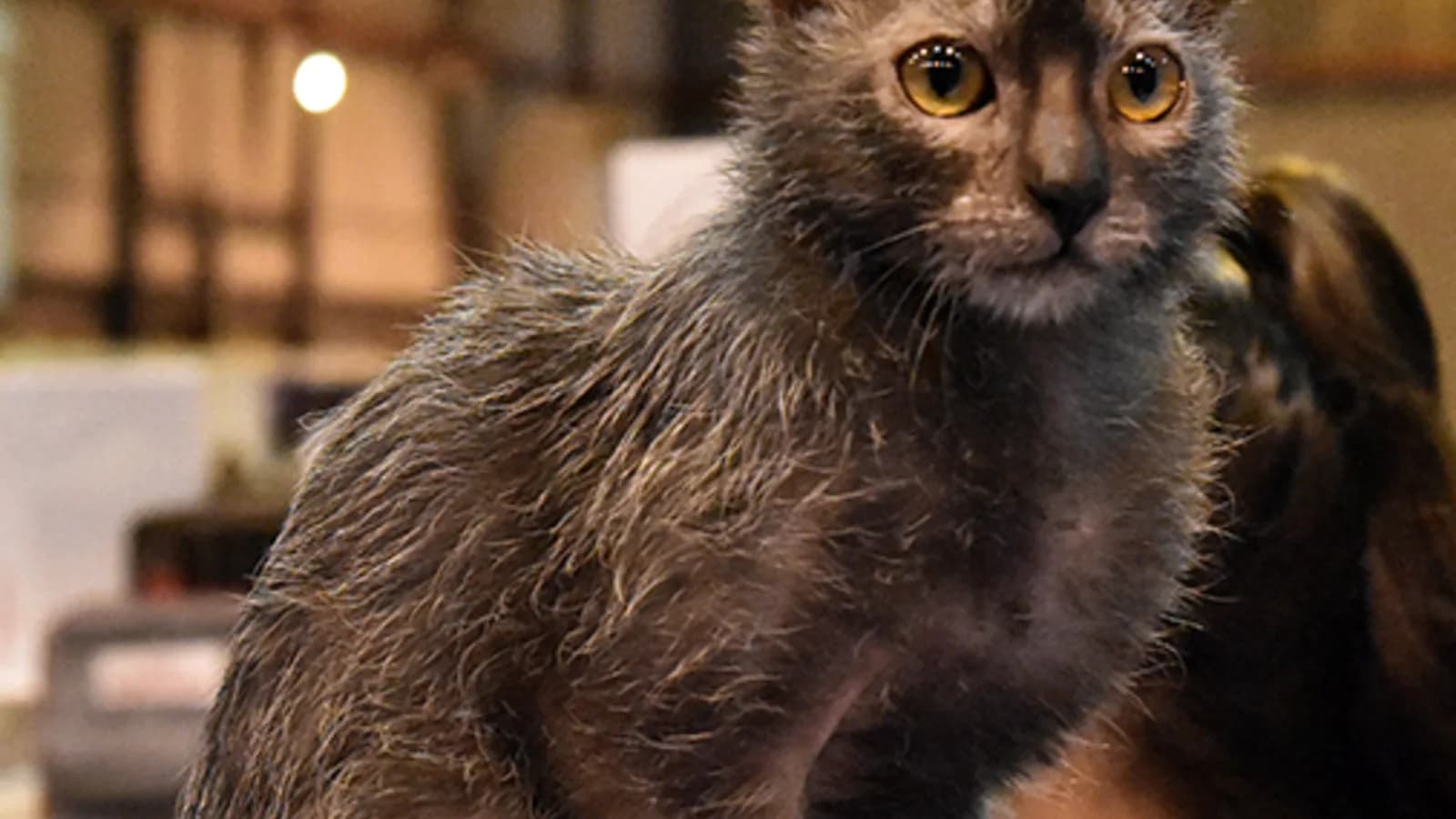 Lykoi cat with its roan werewolf coat, thin fur and bald patches around the face
