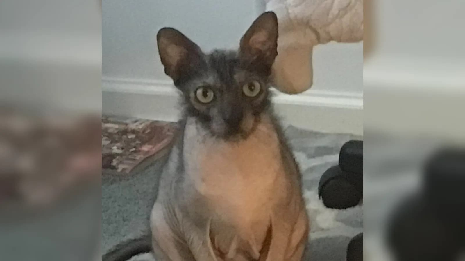 Black roan Lykoi mid-molt showing the sparse werewolf coat that scarcity prices at $2,400 and up