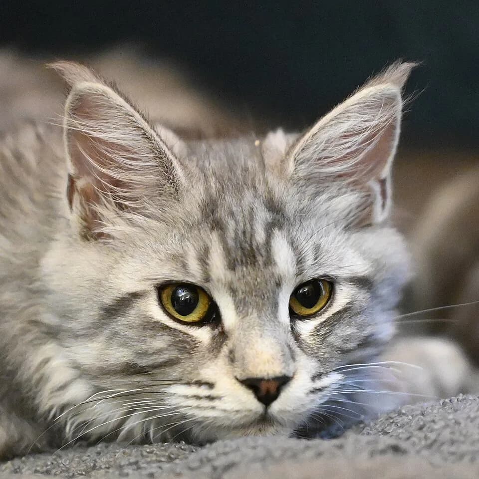 Blue silver Maine Coon kitten resting, ears already lynx-tipped