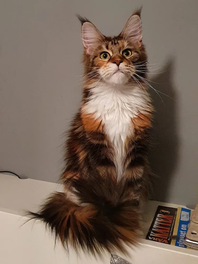 Tortie and white Maine Coon sitting upright, plumed tail curled around its paws