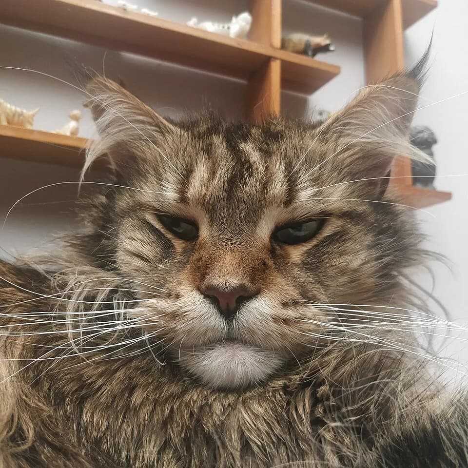 Adult brown tabby Maine Coon close up, square muzzle and long white whiskers