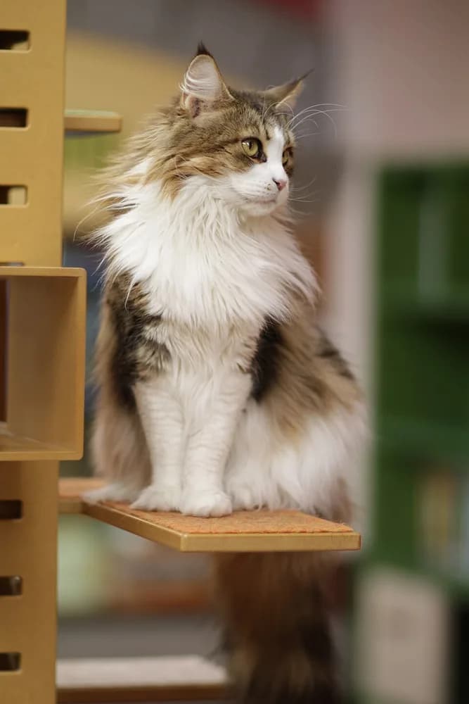 Brown tabby and white Maine Coon perched on a cat tree platform