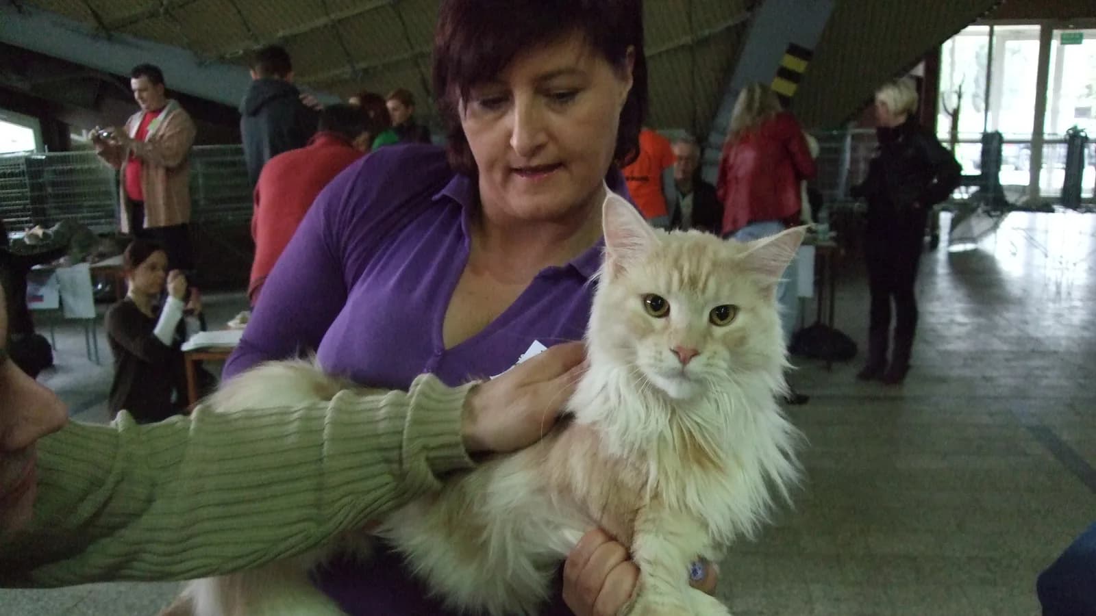 A large cream Maine Coon held in its owner's arms at a cat show