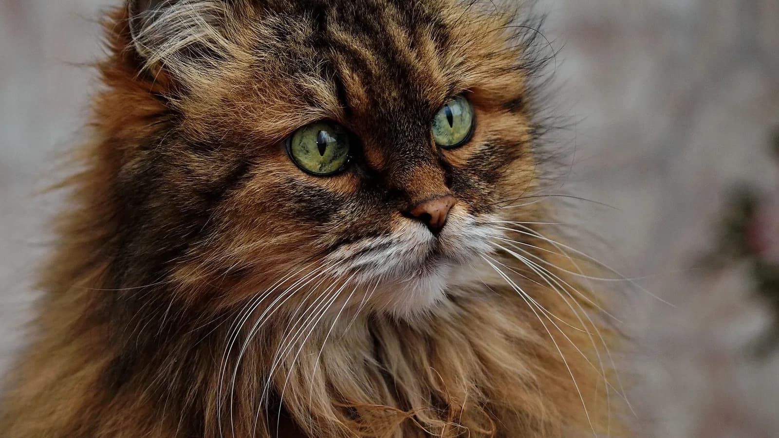 Close portrait of a strong-typed Maine Coon with a full ruff and intense green eyes