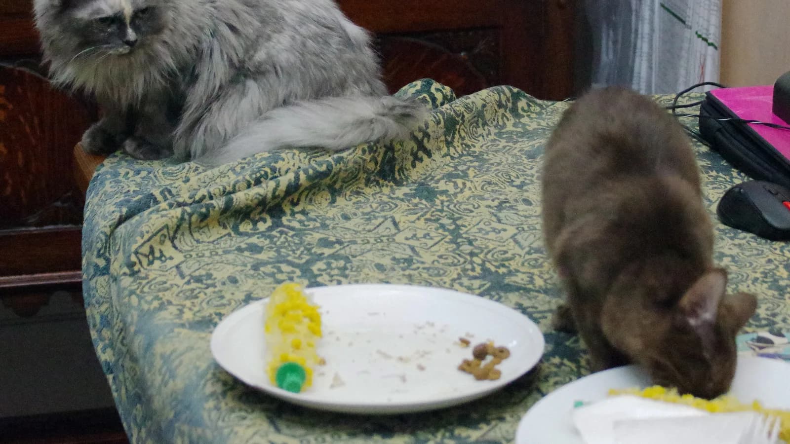 A large longhaired cat sitting beside the dinner plates, watching another cat eat