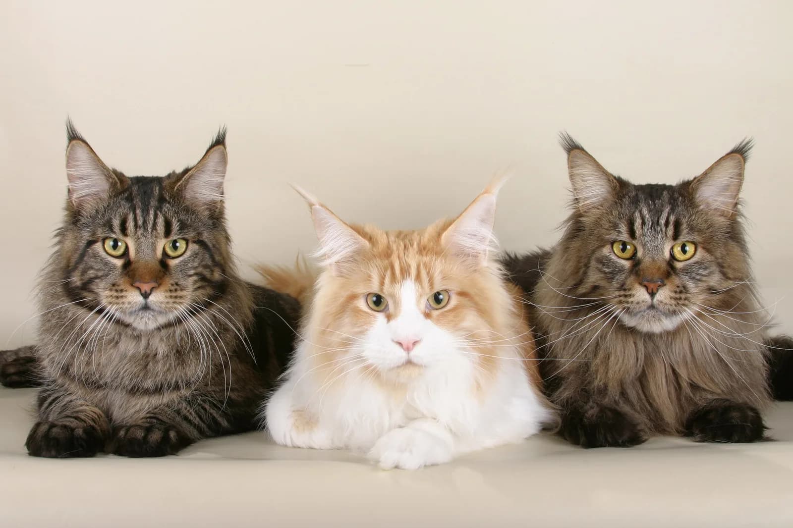 Three Maine Coons lying side by side, two brown tabbies flanking a red and white, ear tufts and ruffs on show