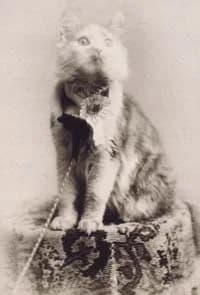 Cosey, the Maine Coon who won Best Cat at the first Madison Square Garden show in 1895