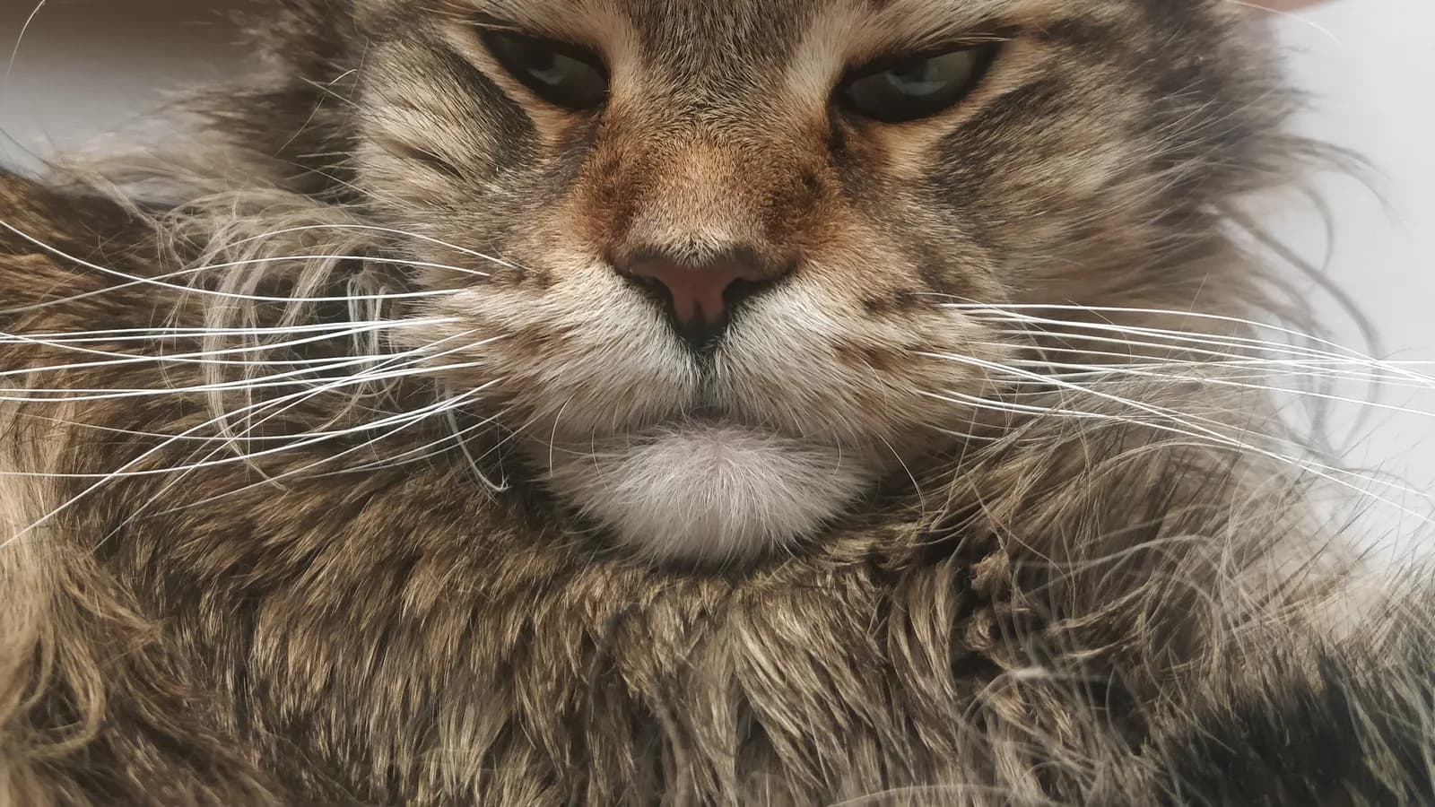 Close-up of a brown tabby Maine Coon's face and dense coat