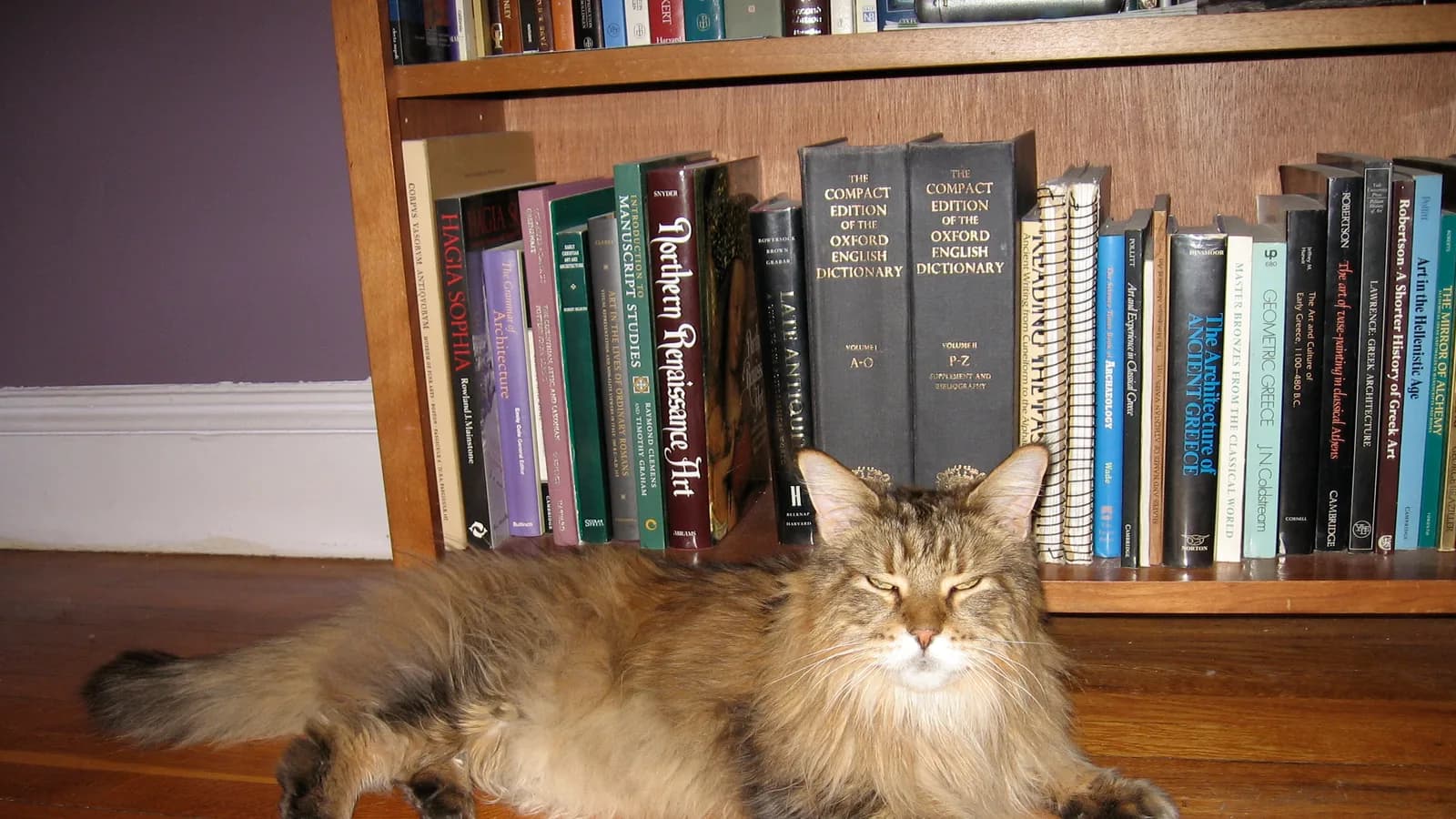 Senior Maine Coon resting on a wooden floor in front of a bookshelf
