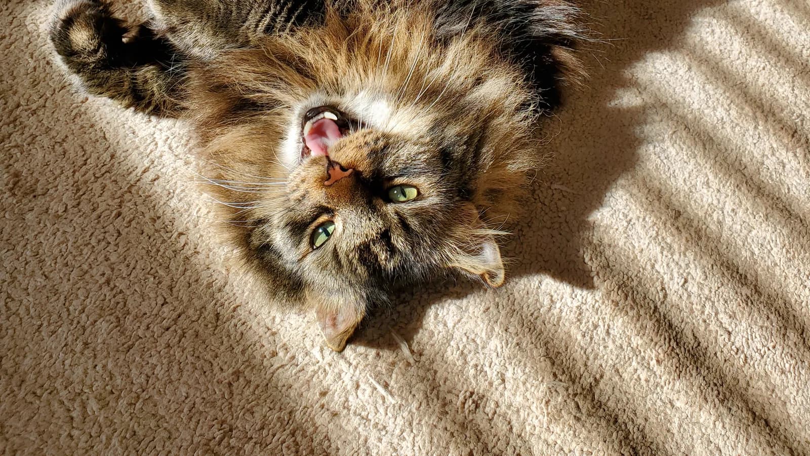 Long-haired tabby Maine Coon mix rolling on the carpet in a sunbeam
